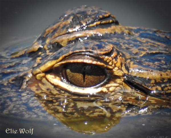 Alligator photo by Elie Wolf